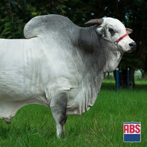 Belgrado da S Nice - Semen - Convencional - Corte - Nelore