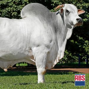 Caiapo Mat - Semen - Convencional - Corte - Nelore