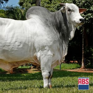 Can Can Mat - Semen - Convencional - Corte - Nelore