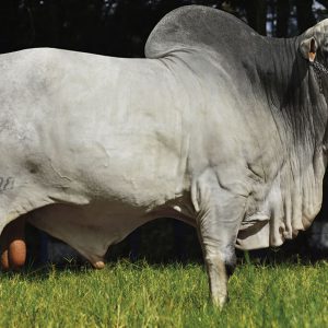 Consorciorg - Semen - Convencional - Corte - Nelore