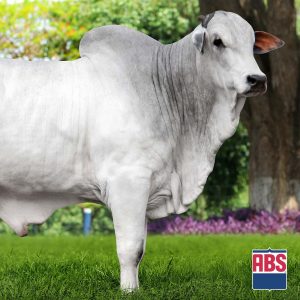 Dante Mra - Semen - Convencional - Corte - Nelore