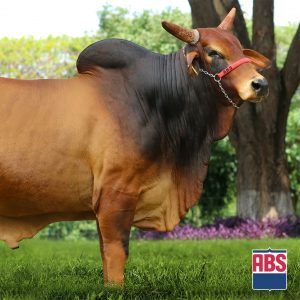 Eliot Porangaba - Semen - Convencional - Corte - Sindi