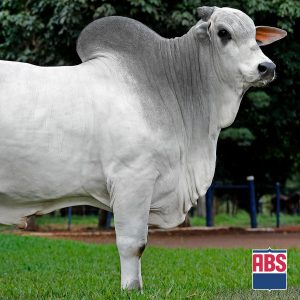 Espartano Mat 000199 - Semen - Convencional - Corte - Nelore