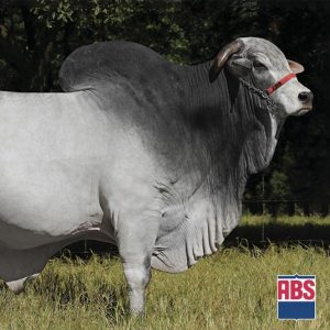 Gren (Extremo) - Semen - Convencional - Corte - Nelore