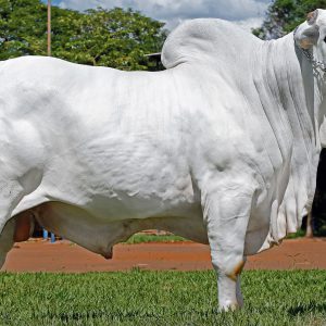 Ford Fiv Camparino - Semen - Convencional - Corte - Nelore