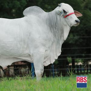 Fiv Guadalupe (Galileu) - Semen - Convencional - Corte - Nelore