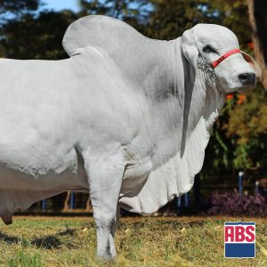 Gibi da Progny - Semen - Convencional - Corte - Tabapuã