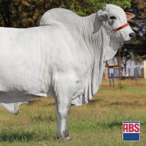 Harcan Fiv Camparino - Semen - Convencional - Corte - Nelore