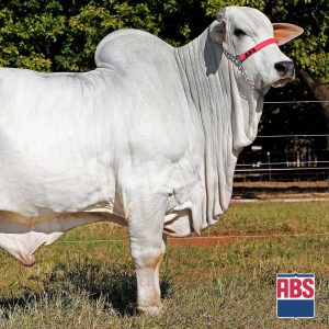 Kadilac Fiv da Cometa - Semen - Convencional - Corte - Nelore