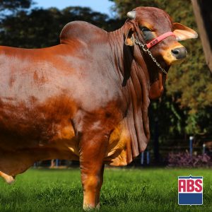 Magno Fiv D - Semen - Convencional - Corte - Sindi