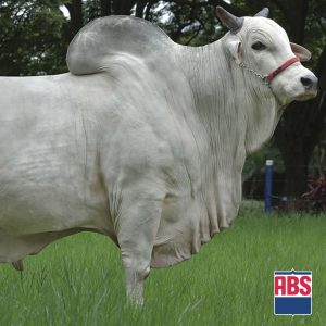 Mutreco Fvc - Semen - Convencional - Corte - Nelore