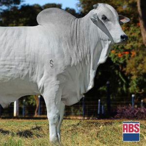 Ouro Negro Fvc - Semen - Convencional - Corte - Nelore