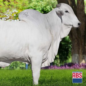 Pacaembu Tul Ne - Semen - Convencional - Corte - Brahman