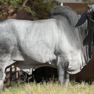 Prime do Golias - Semen - Convencional - Corte - Nelore
