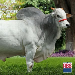 Quarrie Fiv Col - Semen - Convencional - Corte - Nelore