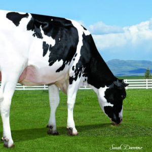 Winstar Aniston-ET - Semen - Convencional - Leite - Holandês