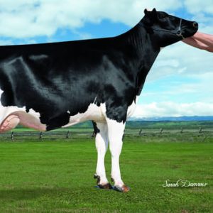 Winstar Auzzi-ET - Semen - Convencional - Leite - Holandês