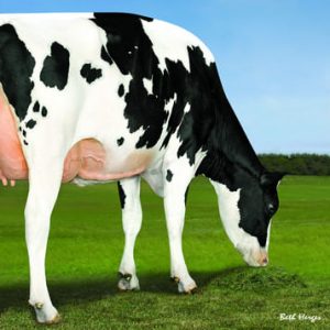 Denovo 16342 Blazen-ET - Semen - Convencional - Leite - Holandês