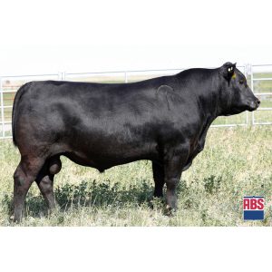 Vermilion Bomber - Semen - Convencional