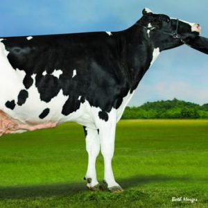 Bomaz Fynn-ET - Semen - Convencional - Leite - Holandês