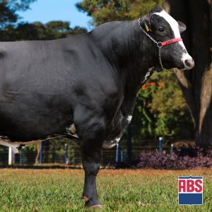 Ich ABS Quake Cancum - Semen - Convencional - Leite - Girolando 3/4