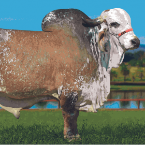 Antonione Fiv Cabo Verde - Semen - Convencional - Leite - Gi Leiteiro