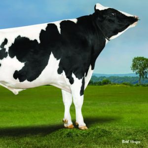 Denovo 15762 Cecil-ET - Semen - Convencional - Leite - Holandês