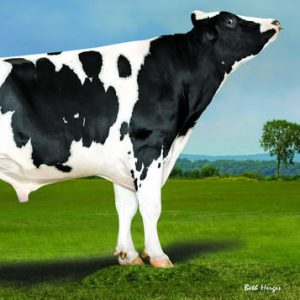 Maplehurst Circa-ET - Semen - Convencional - Leite - Holandês