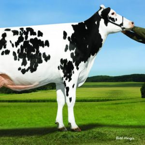 Sandy - Valley Creamer-ET - Semen - Convencional - Leite - Holandês