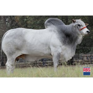 Camarote da S. Nice - Semen - Convencional - Corte - Nelore