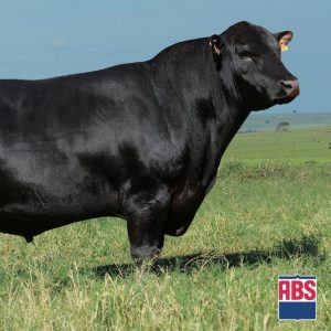 Recalada 115 Campero Priority - Semen - Convencional