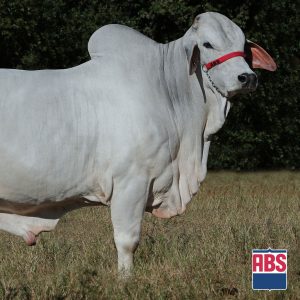 Cartucho da Amazonia - Semen - Convencional - Corte - Brahman