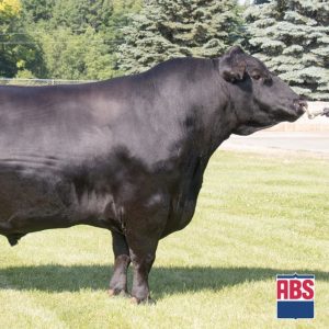 Ruggles Charisma - Semen - Convencional