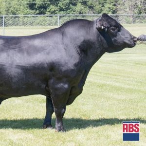 Wr Epicenter - Semen - Convencional - Corte - Angus