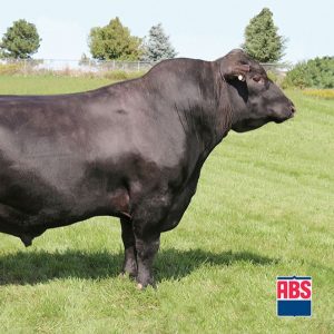 Spring Cove Crossbow - Semen - Convencional