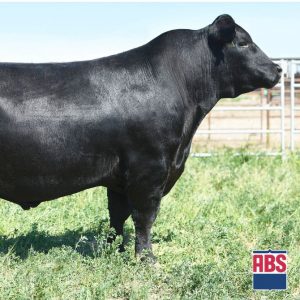 Springfield Elevate - Semen - Convencional