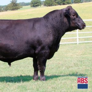 Cox Excaliber - Semen - Convencional