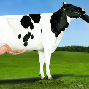 Denovo 7947 Glitz-ET - Semen - Convencional - Leite - Holandês