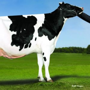 Denovo 14417 Google-ET - Semen - Convencional - Leite - Holandês