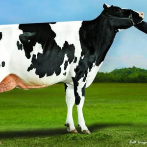 Hendrix-ET SX F - Semen - Sexcel - Leite - Holandês