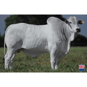 Sino (Heron) - Semen - Convencional - Corte - Nelore