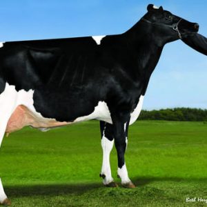 Denovo Hurdle ET - Sêmen Convencional - Leite Holandês