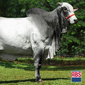 Inedito da Hora - Semen - Convencional - Corte - Nelore