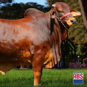 Magno Fiv D - Semen - Sexcel - Corte - Sindi