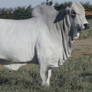 Mago da S. Nice - Semen - Convencional - Corte - Nelore