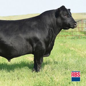 Lyons Manhattan - Semen - Convencional - Corte - Angus