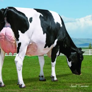 Oracle-ET - Semen - Convencional - Leite - Holandês