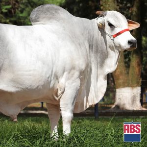 Palanque Fiv da S. Nice - Semen - Convencional - Corte - Nelore