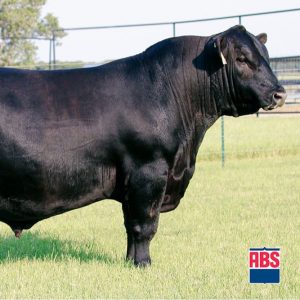 Wilks Payweight - Semen - Convencional