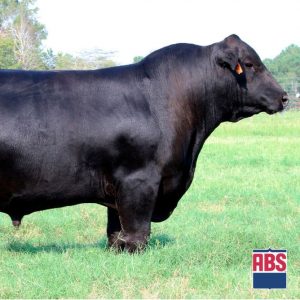 Ff Rito Relevant - Semen - Convencional